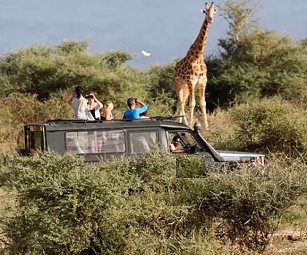 Game Drives in Arusha national Park