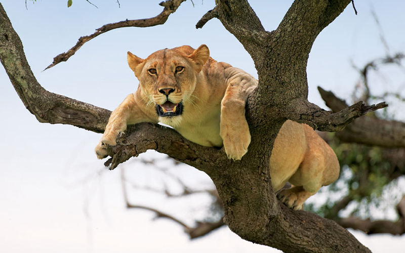 Lake Manyara National Park
