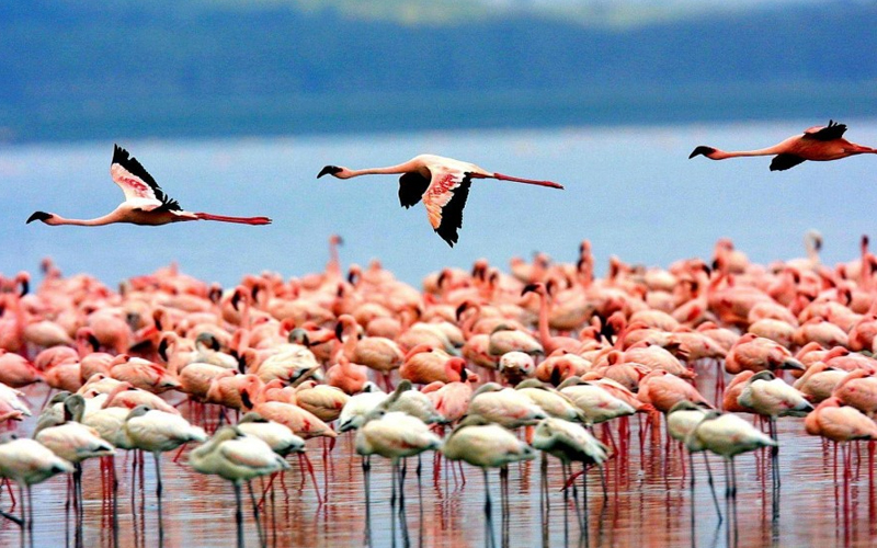 Lake Manyara National Park