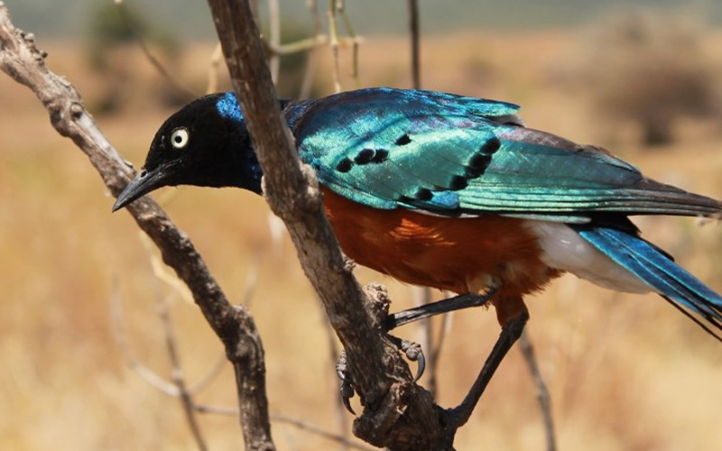 Ngorongoro Conservation Area