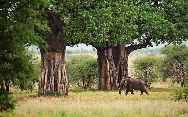 Tarangire National Park