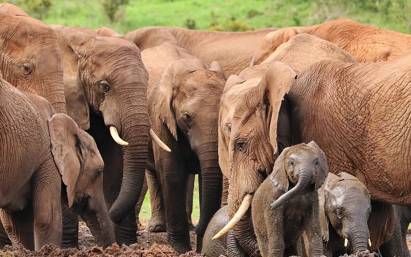 Tarangire National Park