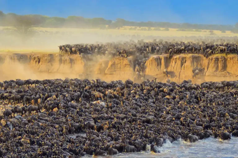 Wildebeest Migration Safari: Best Time, Locations & Travel Tips