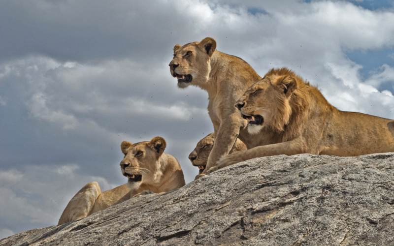 Nyerere National Park