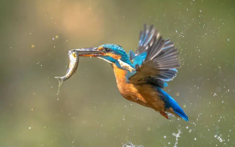 Nyerere National Park
