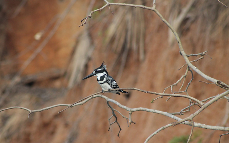 Nyerere National Park