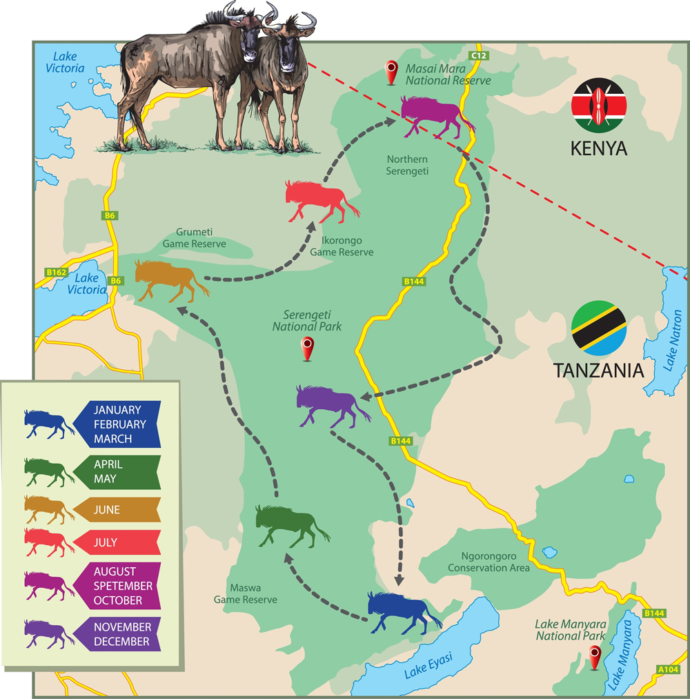 The Wildebeest Migration Cycle: Month-by-Month Breakdown
