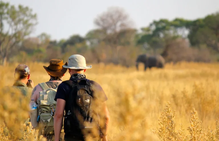 Planning a safari in Tanzania? Discover the average Tanzania safari cost, including budget, mid-range, and luxury options. Get expert tips from Lauwo Adventures!