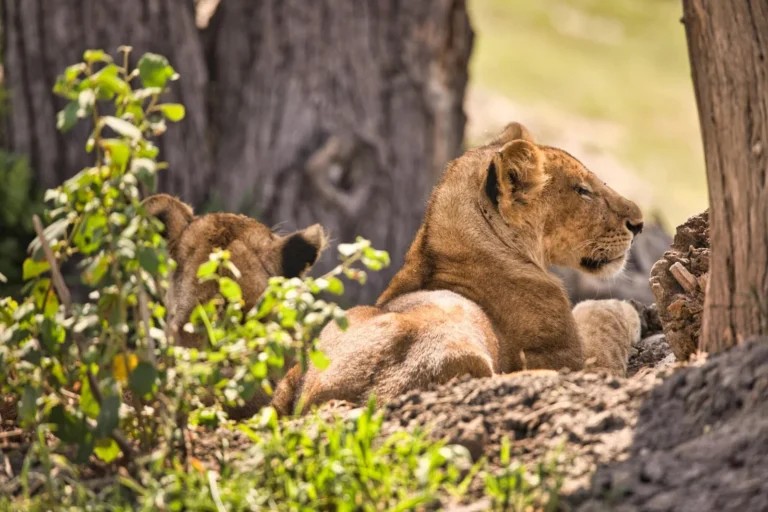 Tanzania Safari Animals: The Ultimate Wildlife Spotting Guide